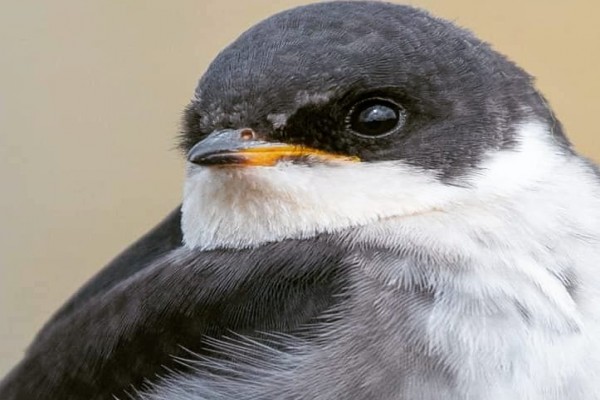 PRIMEROS PASOS EN FOTOGRAFÍA DE AVES: CONSEJOS Y TÉCNICAS